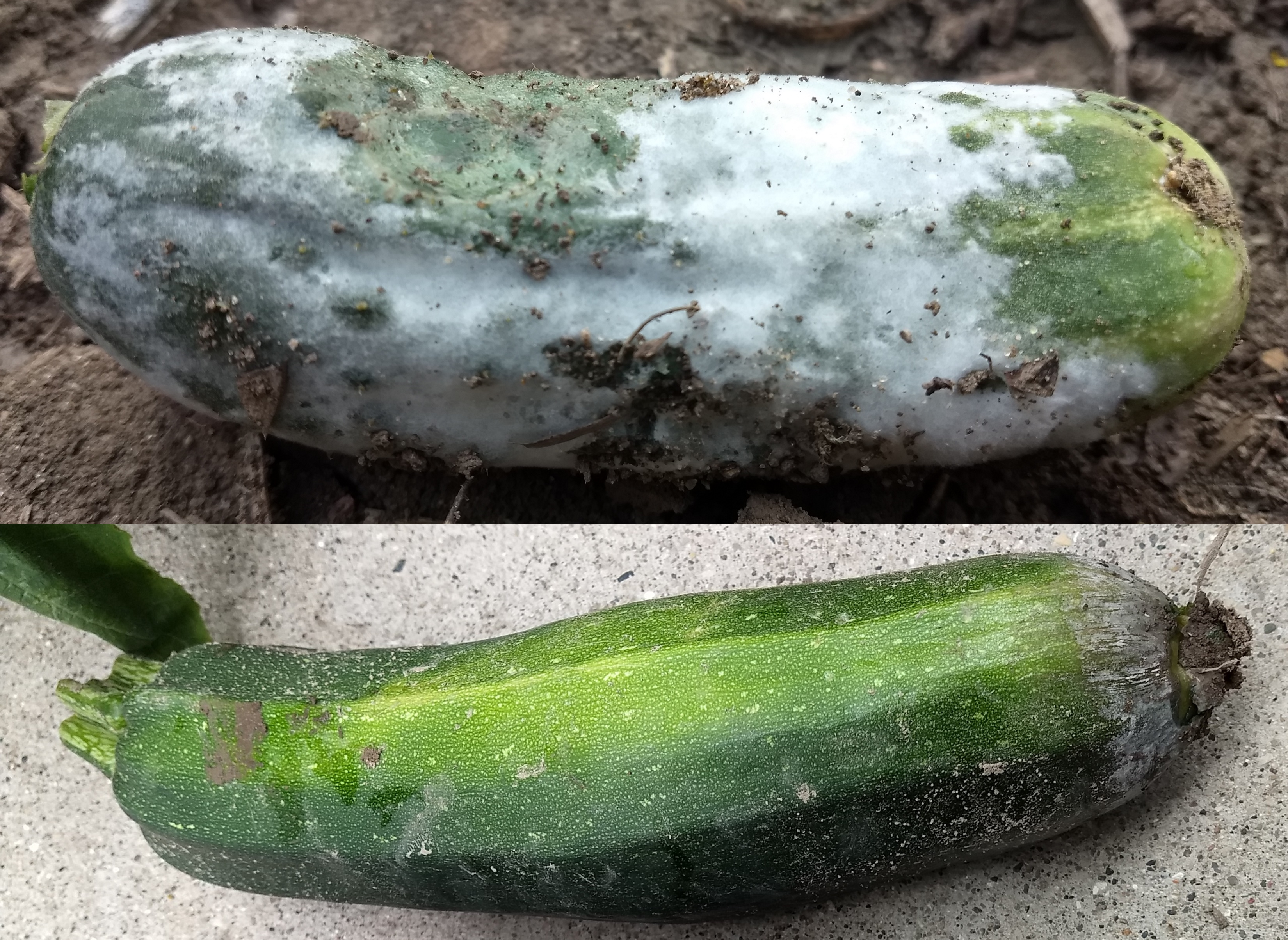 Fruit rots on cucumbers